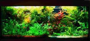 Aquarium.jpg