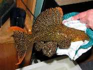 IMG_3600 8x6.jpg