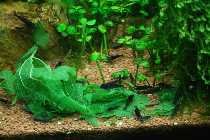 24.08.08 blaue 002_(800_x_600).jpg