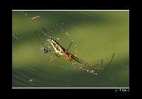 i2484--1x-1.jpg