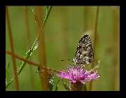 i2489--1x-1.jpg