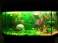 aquarium1.php.jpg