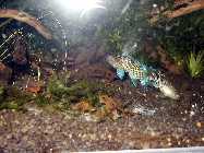 badis_2.jpg