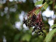 beeren.jpg