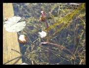Ganzgartenteich_5.jpg