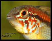 Apisto5.jpg