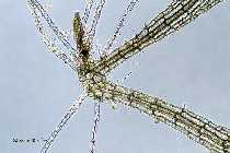 Caloglossa_100_4.jpg