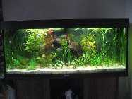Aquarium 240L 056.jpg