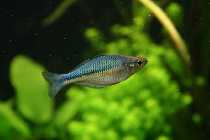 blauerregenbogenfisch 004_(800_x_600).jpg