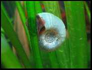 schnecke2.jpg