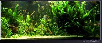 aquaklein.jpg