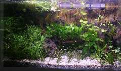 comp_112 fadenfische etc 026 kleiner.jpg