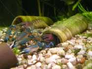 Cherax3.jpg