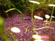 blauerTraum.jpg