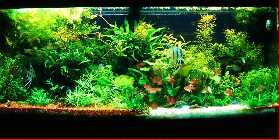 Mein Aquarium.jpg