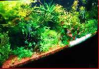 Aquarium.jpg