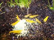 Yellows.jpg