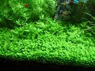 AQ 300 Liter Glosso 30.12.08.jpg