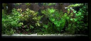 09_01_06 Pflanzen 008-01.jpg