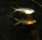 PICT0035.infran.jpg