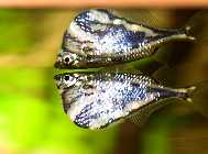09_01_20 Fische 019-01.jpg