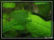 comp_IMG_6963.jpg