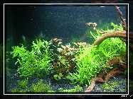 links 09.03.09.jpg