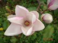 DSC00533.jpg