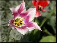 tulpe.jpg