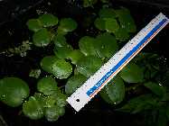 16 cm Froschbi�.jpg