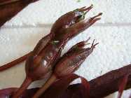 barclaya_longifolia_1.jpg