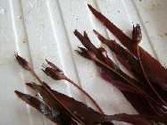 barclaya_longifolia_2.jpg