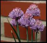 blume 1.jpg