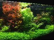 Ammannia-garcilis_1.jpg