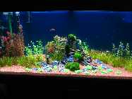 aqua neu eingerichtet mai2009blaue rckwand 006.jpg