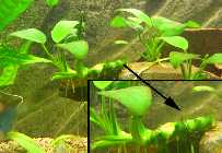 _Aquarium, Simone-0082.jpg