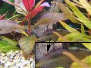 _Aquarium, Simone-0084.jpg