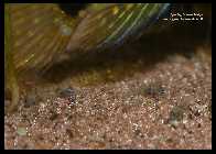 Apistogramma linkei_1.jpg