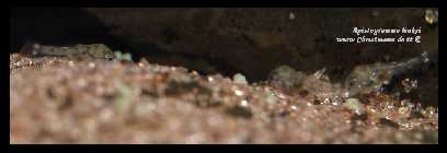 Apistogramma linkei_3.jpg
