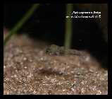 Apistogramma linkei_7.jpg