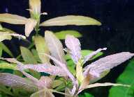 Bild 275.jpg