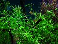Aquarium Januar2010 029.jpg
