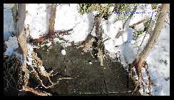 Wurzeln im 540L Becken 1.jpg