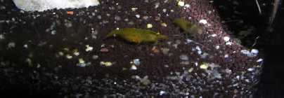 21.4.2008sn.jpg