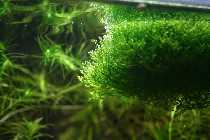 23.04.08 daskleine 003_(800_x_600).jpg