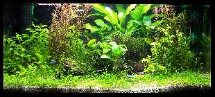 54er 2010 03 02.jpg