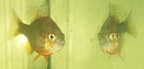 DSCF6062.jpg