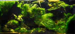 algenbecken10a.jpg