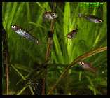 Boraras brigittae (Rasbora b.) 1.jpg