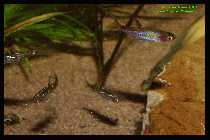 Boraras brigittae (Rasbora b.) 2.jpg
